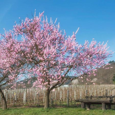 Lambrecht  Lieblingsplatz Im Pfalzer Wald 아파트 외부 사진